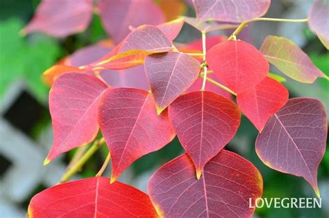 紅葉植物風水|モミジ（カエデ）・イチョウだけじゃない！ 紅葉の。